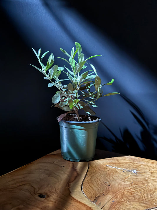 Olive Tree (Olea europaea)