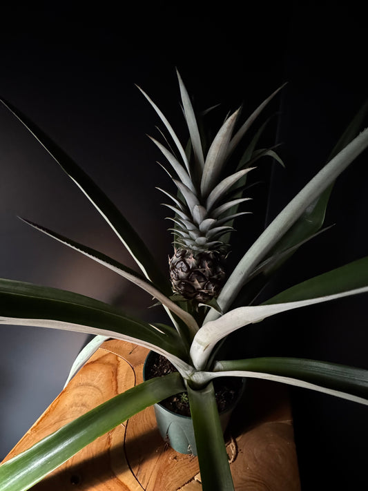 Pineapple Plant (Ananas comosus)