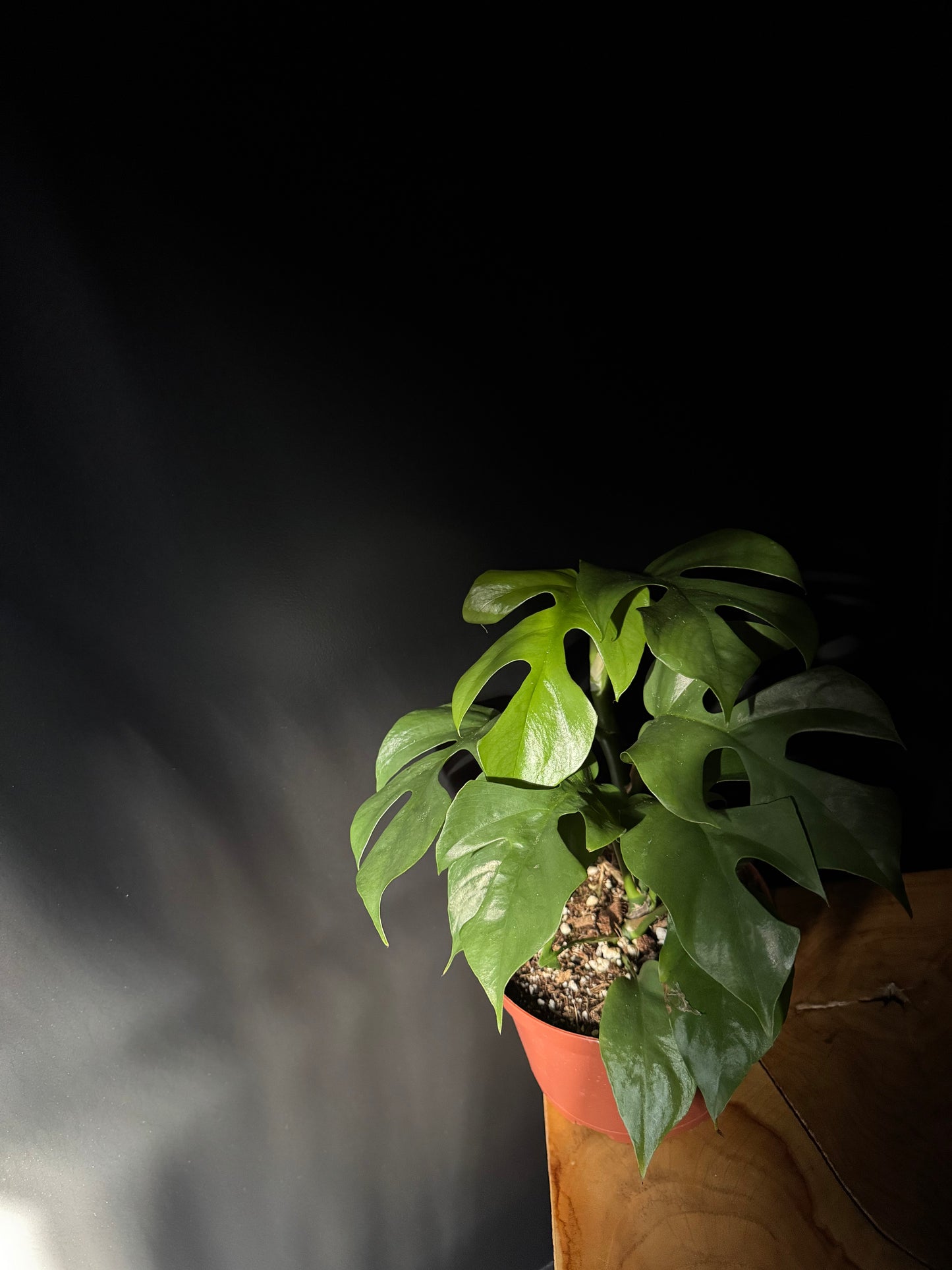 Philodendron 'Ginny' (Rhaphidophora tetrasperma)
