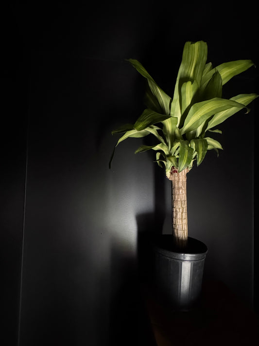 Dracaena ‘Mass Cane’ Single (Dracaena fragrans)