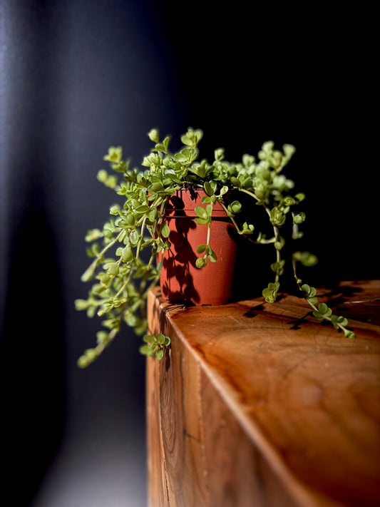 Peperomia Deppeand (Peperomia deppeana