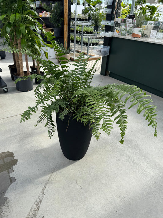 Macho Fern in Planter