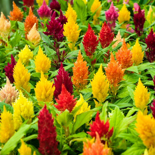 many brightly coloured ice cream mix celosia that are red yellow orange and white all coming to a point surrounded by green leaves in an outdoor setting