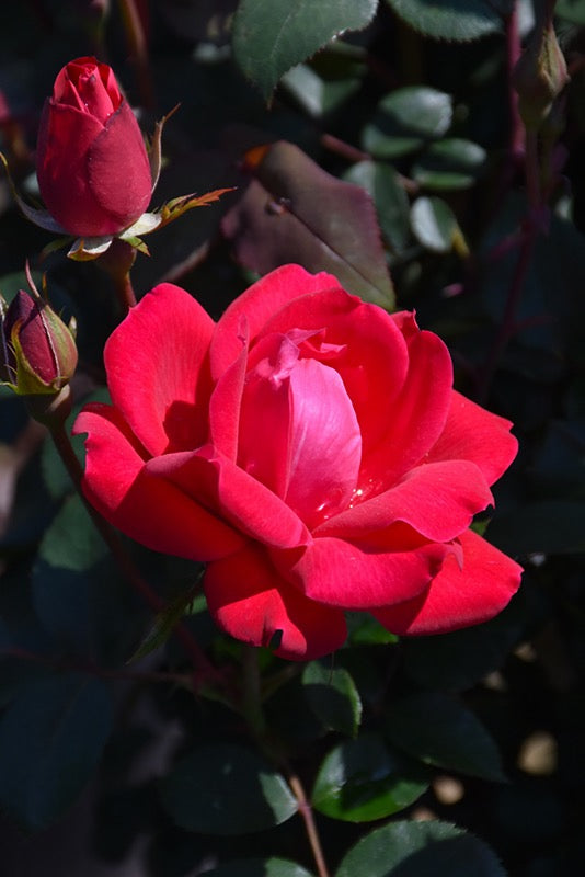 Rosa The Knock Out® Double Rouge