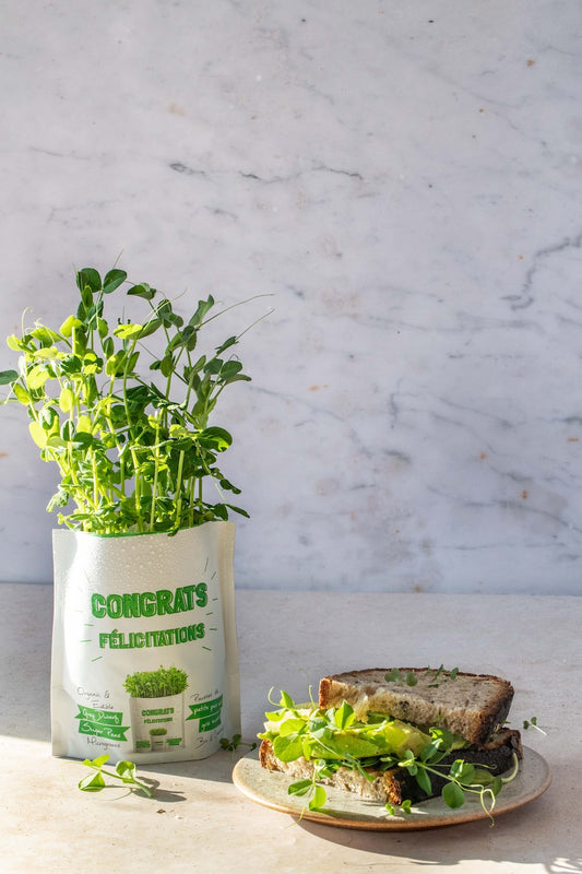 Congrats Kale Microgreens Grow Card | Giftagreen