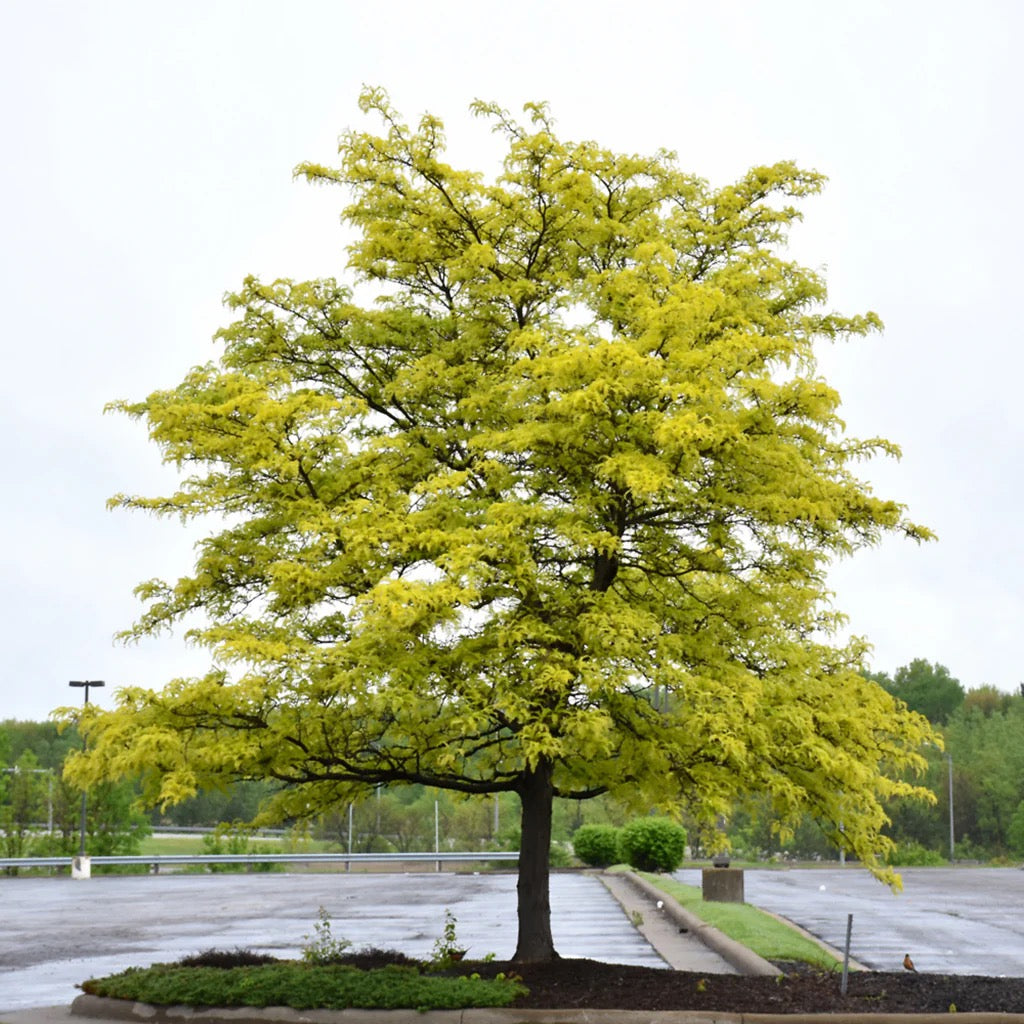 Gleditsia triacanthos Northern Acclaim -Thornless Honeylocust