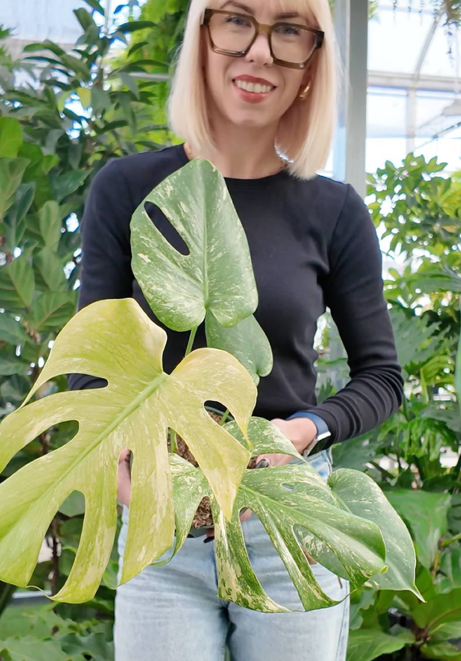 Variegated Monstera ‘Mint’ (Monstera deliciosa)
