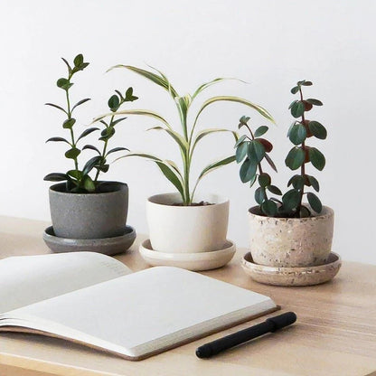 Three potted plants on a wooden surface with an open notebook and pen.