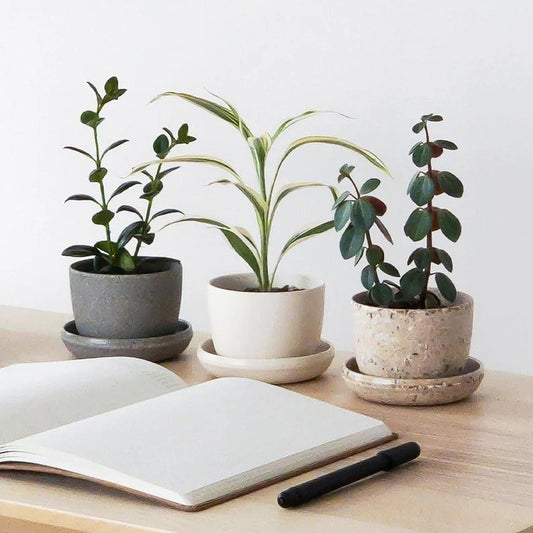 Three potted plants on a wooden surface with an open notebook and pen.