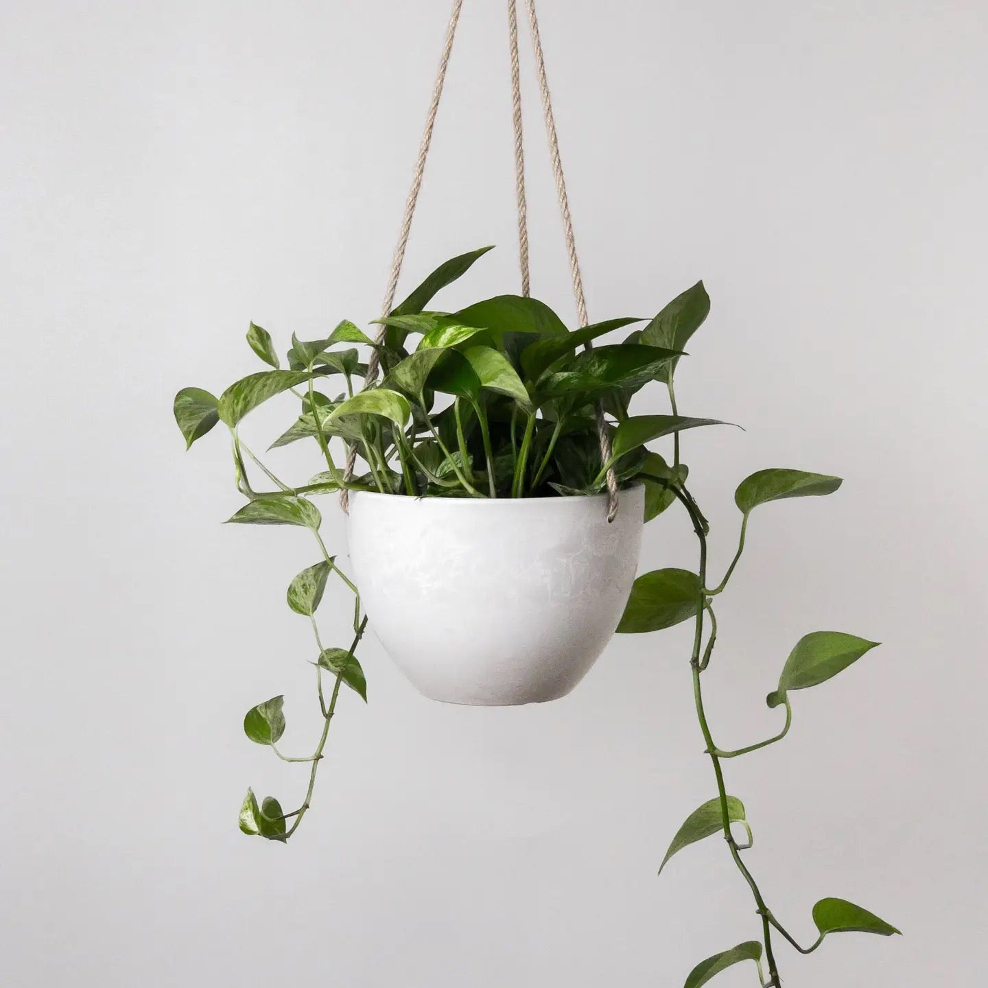 12" Kanso Designs Hanging Planter