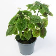 Pilea-Moon Valley (Pilea involucrata 'Moon Valley')