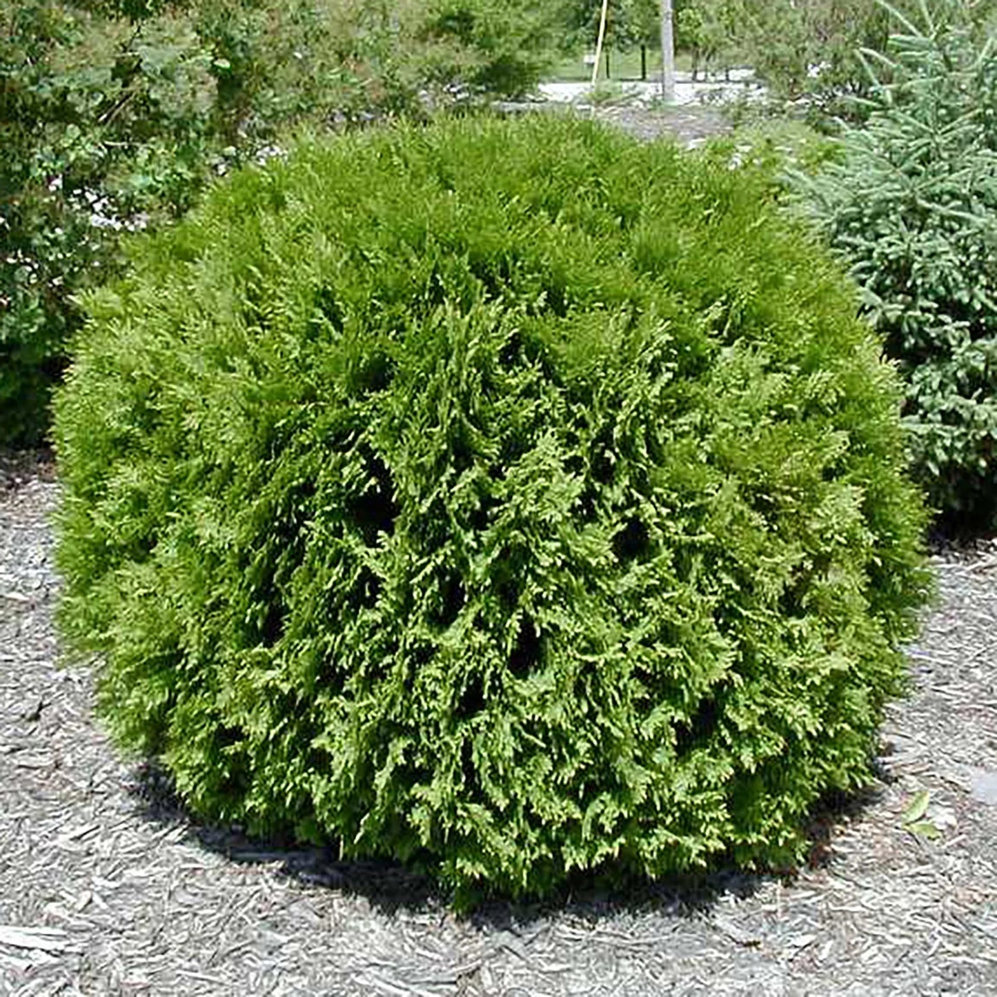 Petit Cèdre Géant (Thuja occidentalis 'Little Giant')