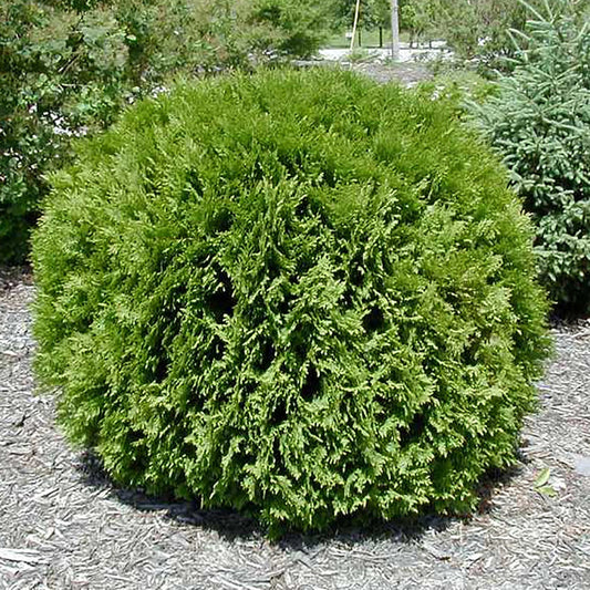 Petit Cèdre Géant (Thuja occidentalis 'Little Giant')