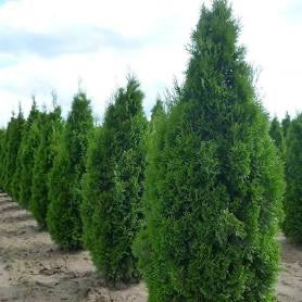 Thuja occidentalis Smaragd - Emerald Cedar/ Arborvitae