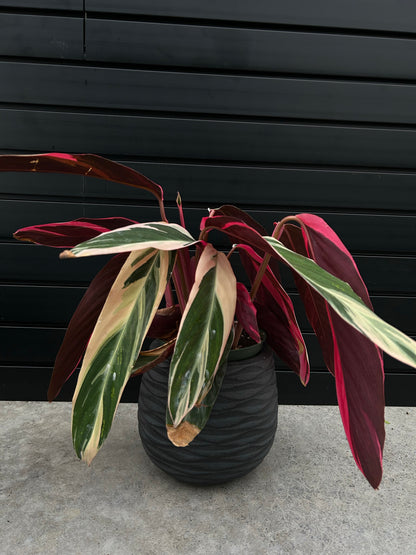 Amara Planter - Anti-Black