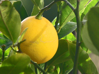 Meyer Lemon Tree