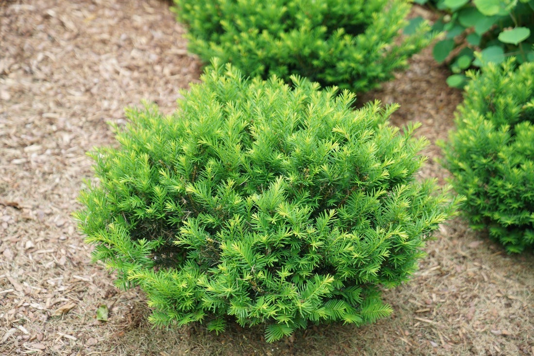 Stonehenge™ Yew (PW)