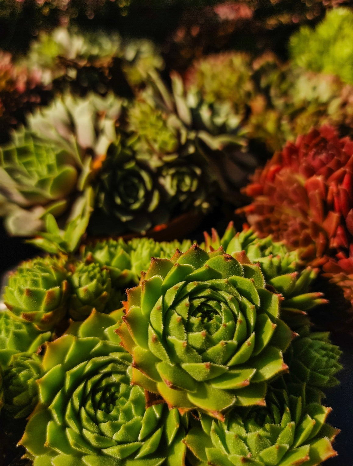 Hens and Chicks Succulent