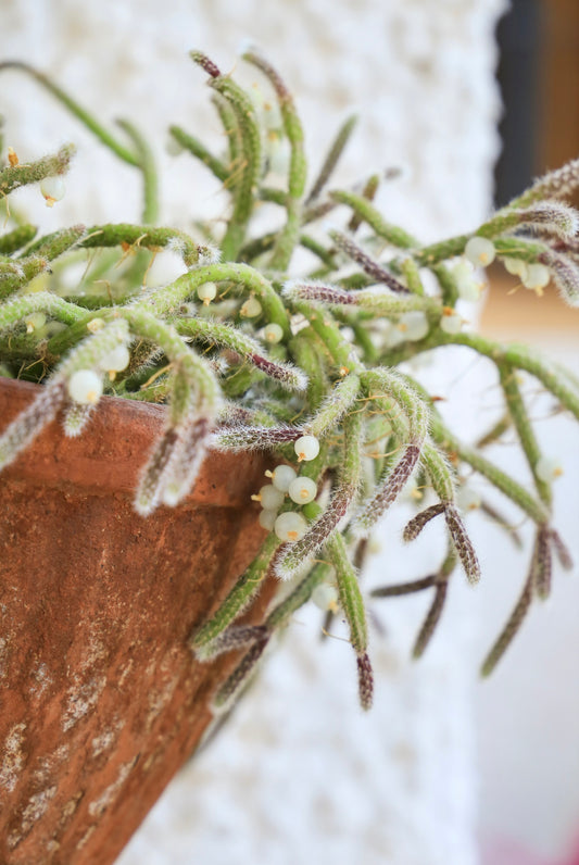 close up oh a mistletoe cactus in a terracotta pot with a white textured background 