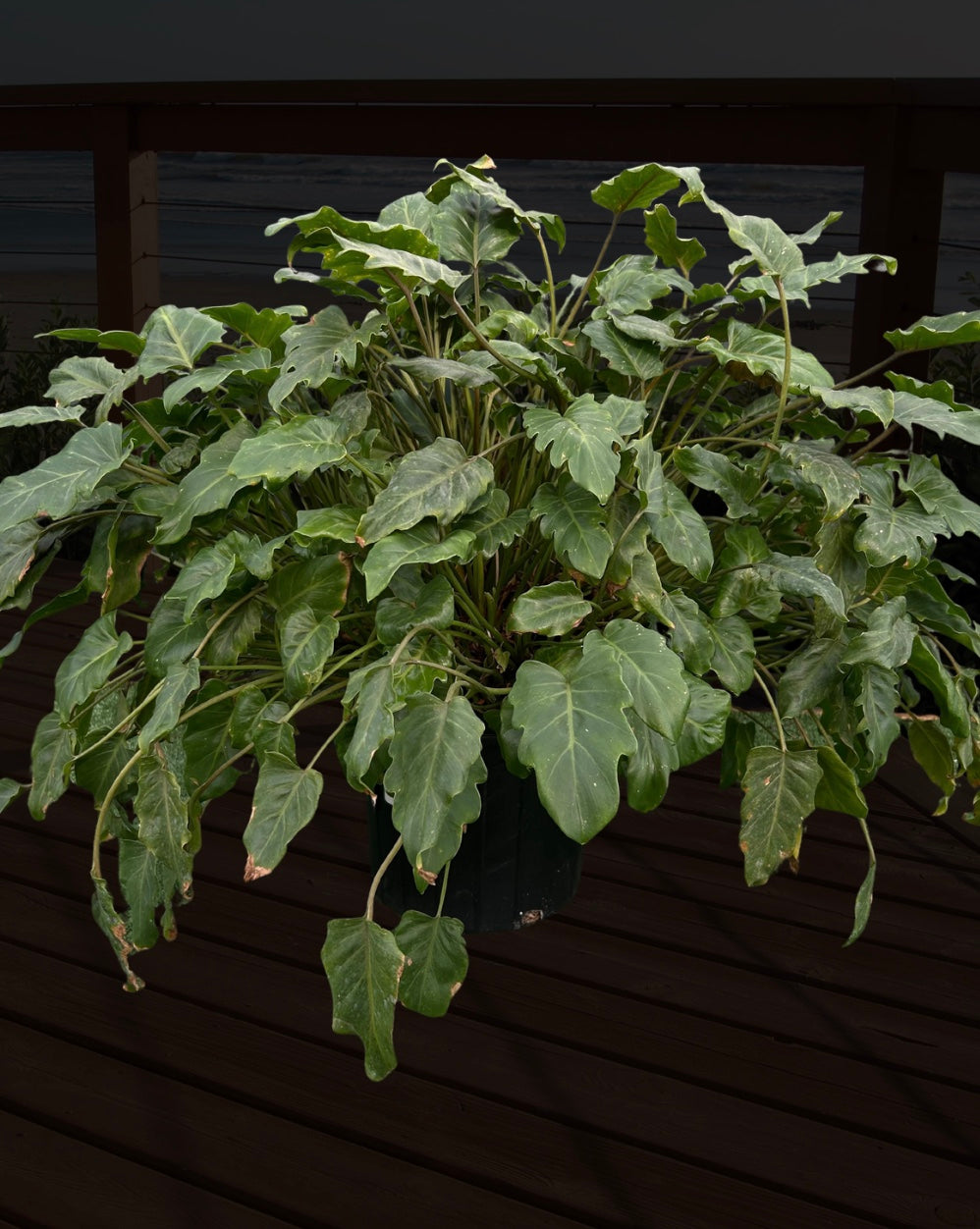 Philodendron Xanadu
