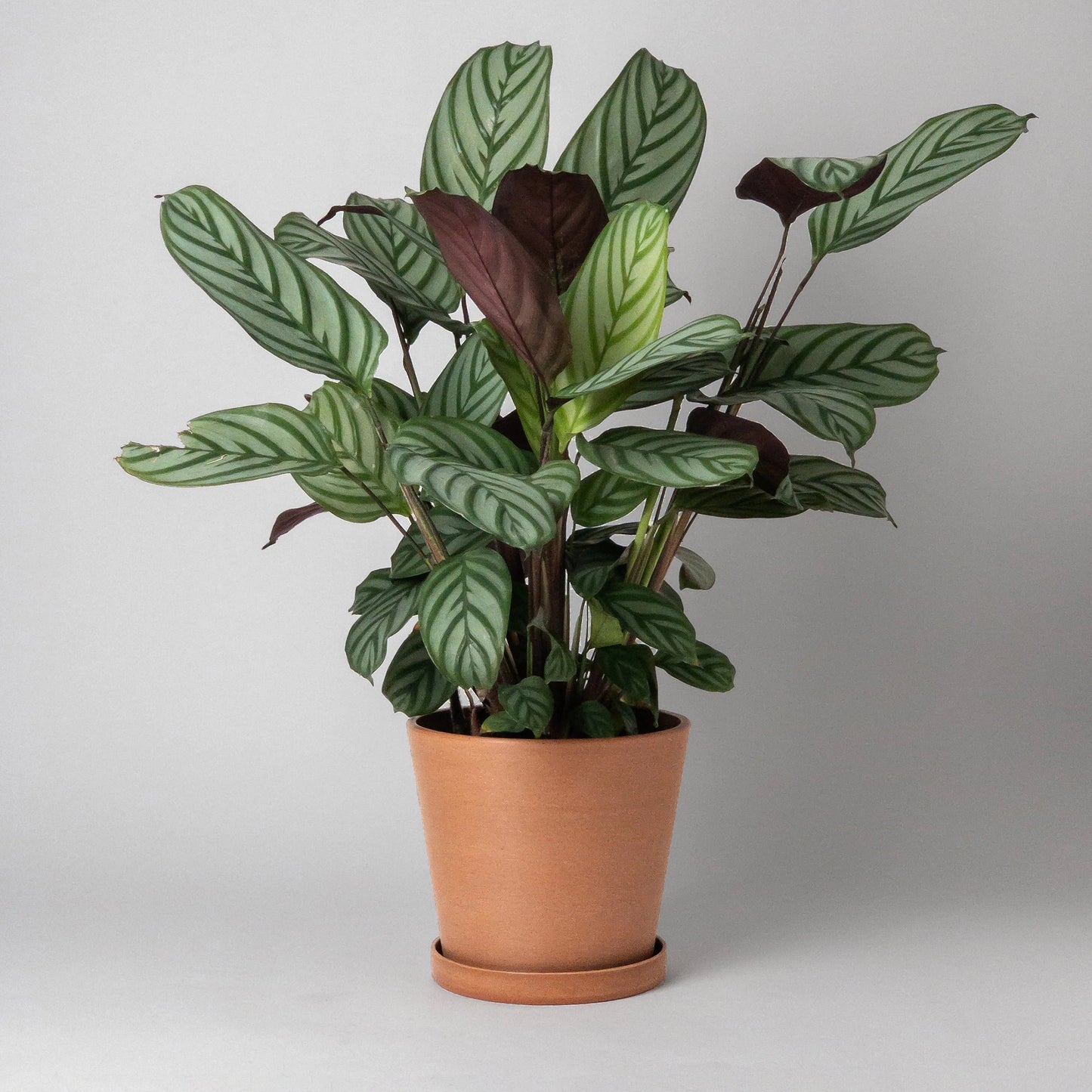 Potted plant with green and purple leaves in a terracotta coloured pot on a plain background