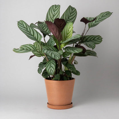 Potted plant with green and purple leaves in a terracotta coloured pot on a plain background