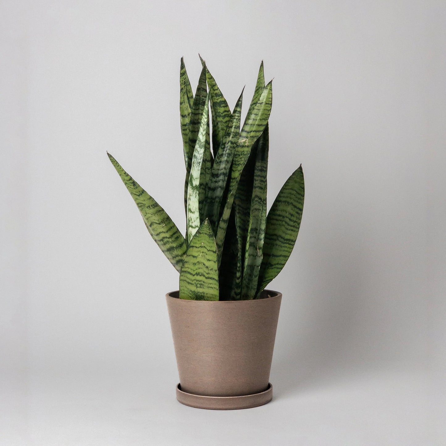 Potted snake plant Planted in a Beachwood coloured pot on a plain white background
