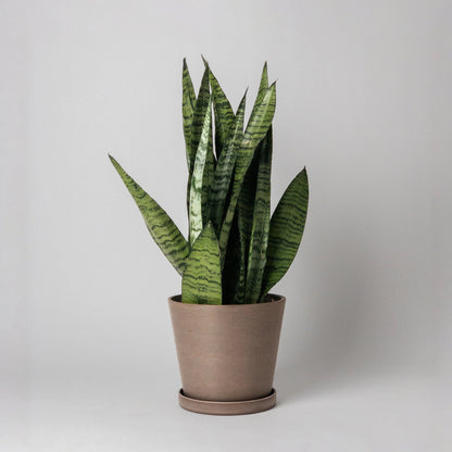 Potted snake plant Planted in a Beachwood coloured pot on a plain white background