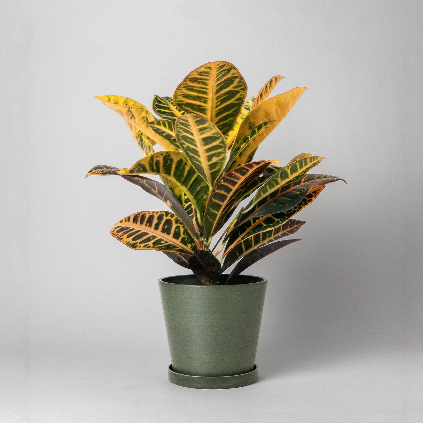 Potted plant with yellow and green leaves planted in a olive green pot on a light gray background