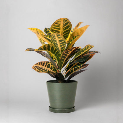 Potted plant with yellow and green leaves planted in a olive green pot on a light gray background