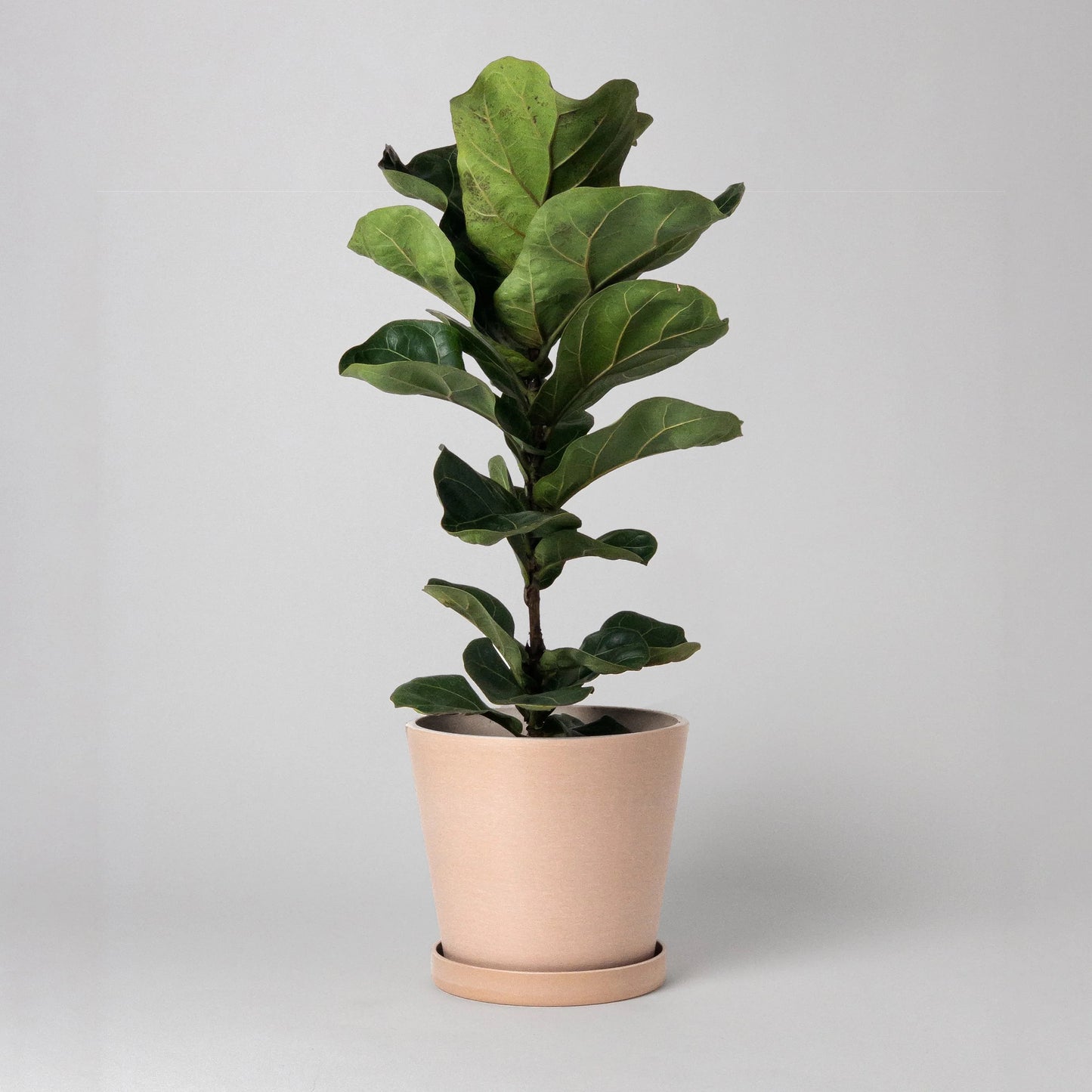 Potted fiddle leaf fig plant in a coral coloured pot on a light gray background