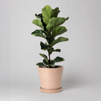 Potted fiddle leaf fig plant in a coral coloured pot on a light gray background