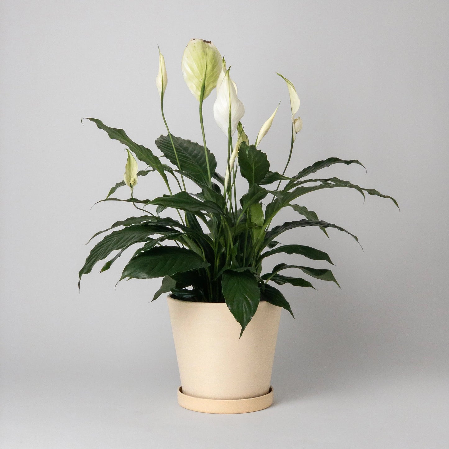 peace lily potted in a pastel yellow pot on a white background 