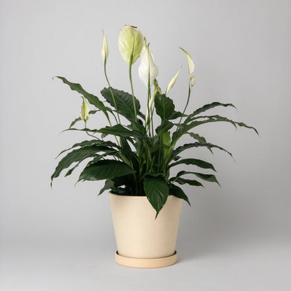 peace lily potted in a pastel yellow pot on a white background 