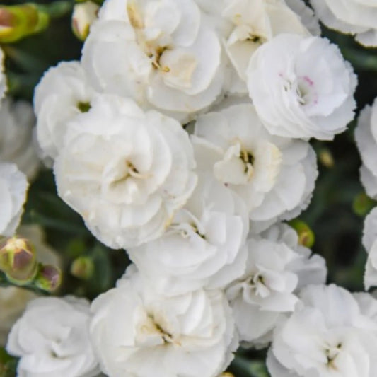 Whipped Cream Pinks (PW)