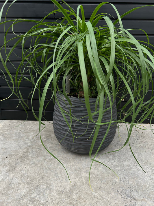 A cylindrical gray planter with a matte finish, containing a green plant with long, slender leaves.