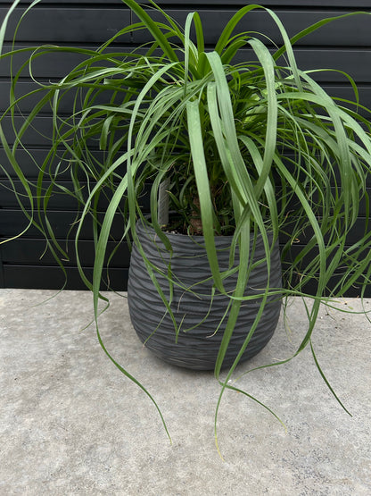 Amara Planter - Anti-Black