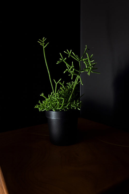 Rhipsalis cereuscula with green long succulent / cactus shoots in a black pot sitting on a wooden bench with a black background
