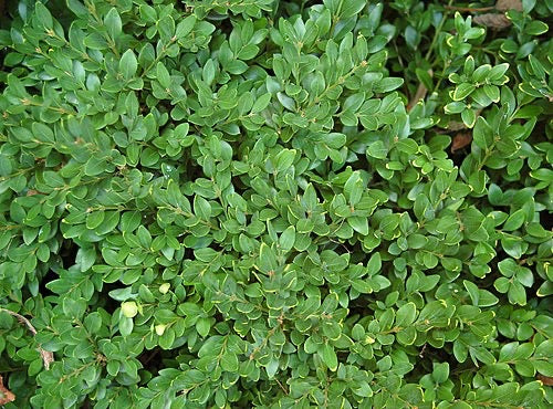 Buxus Green Velvet