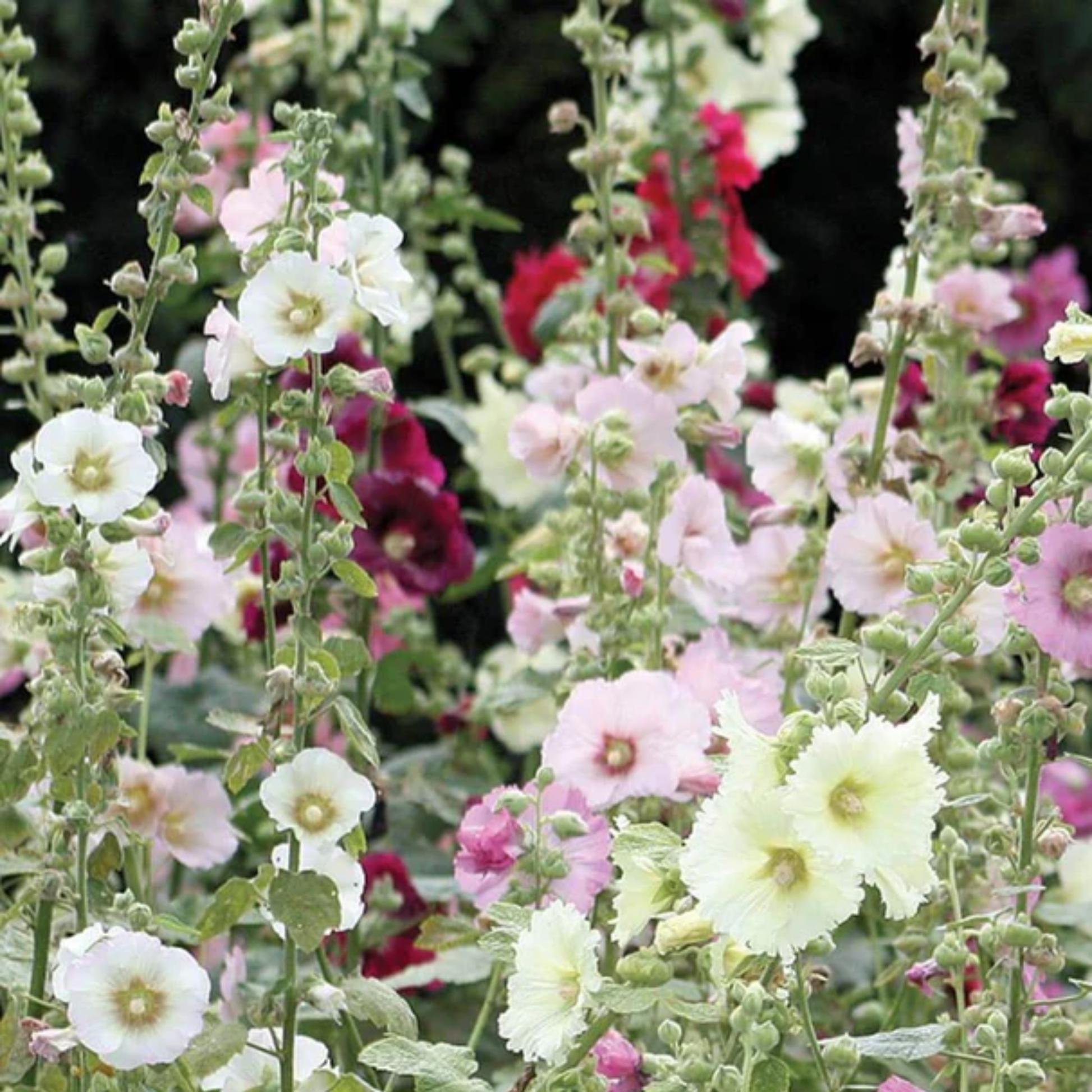 White and pink insane spring hollyback flowers with green leaves in a garden setting