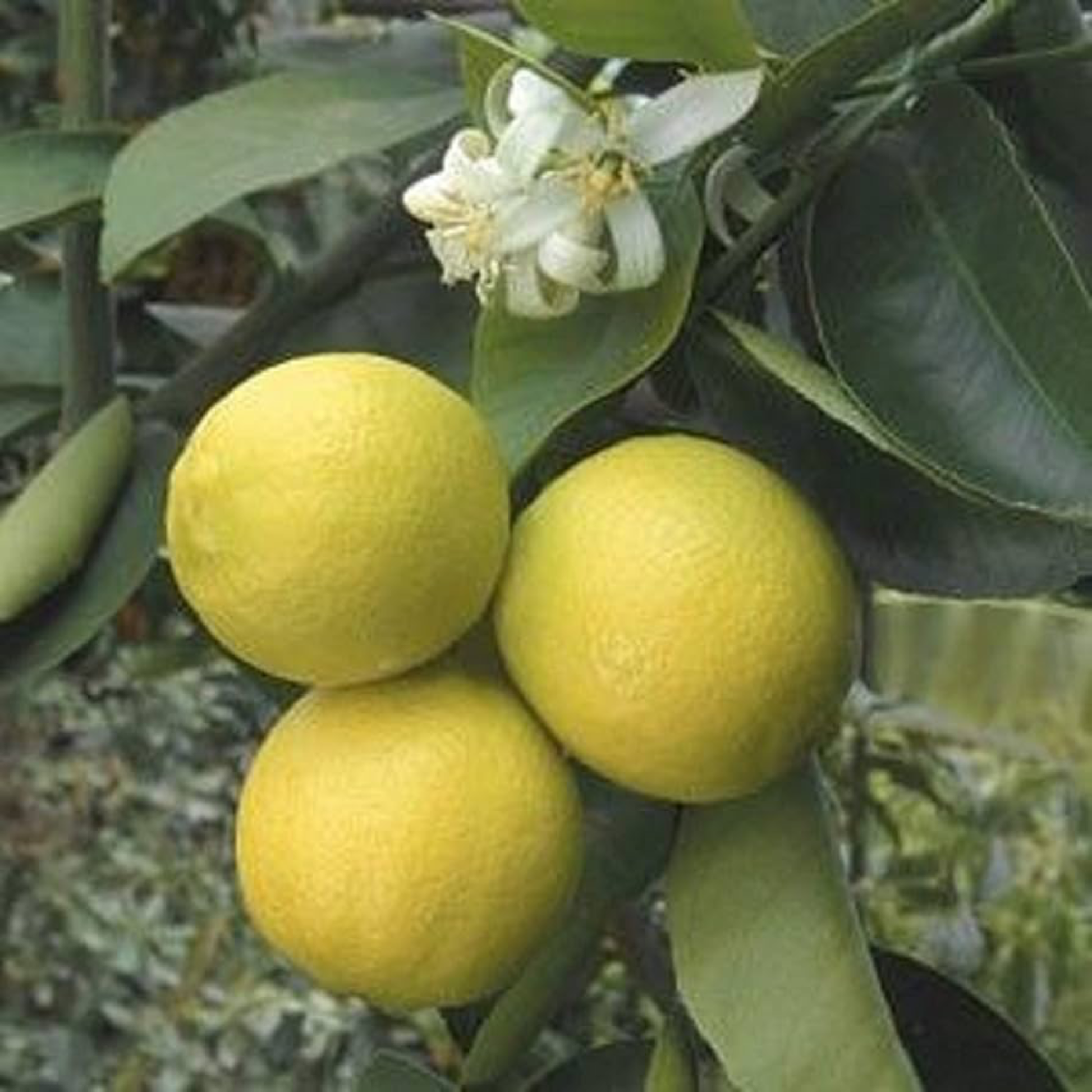 three pale green Indian sweet limes growing on a tree