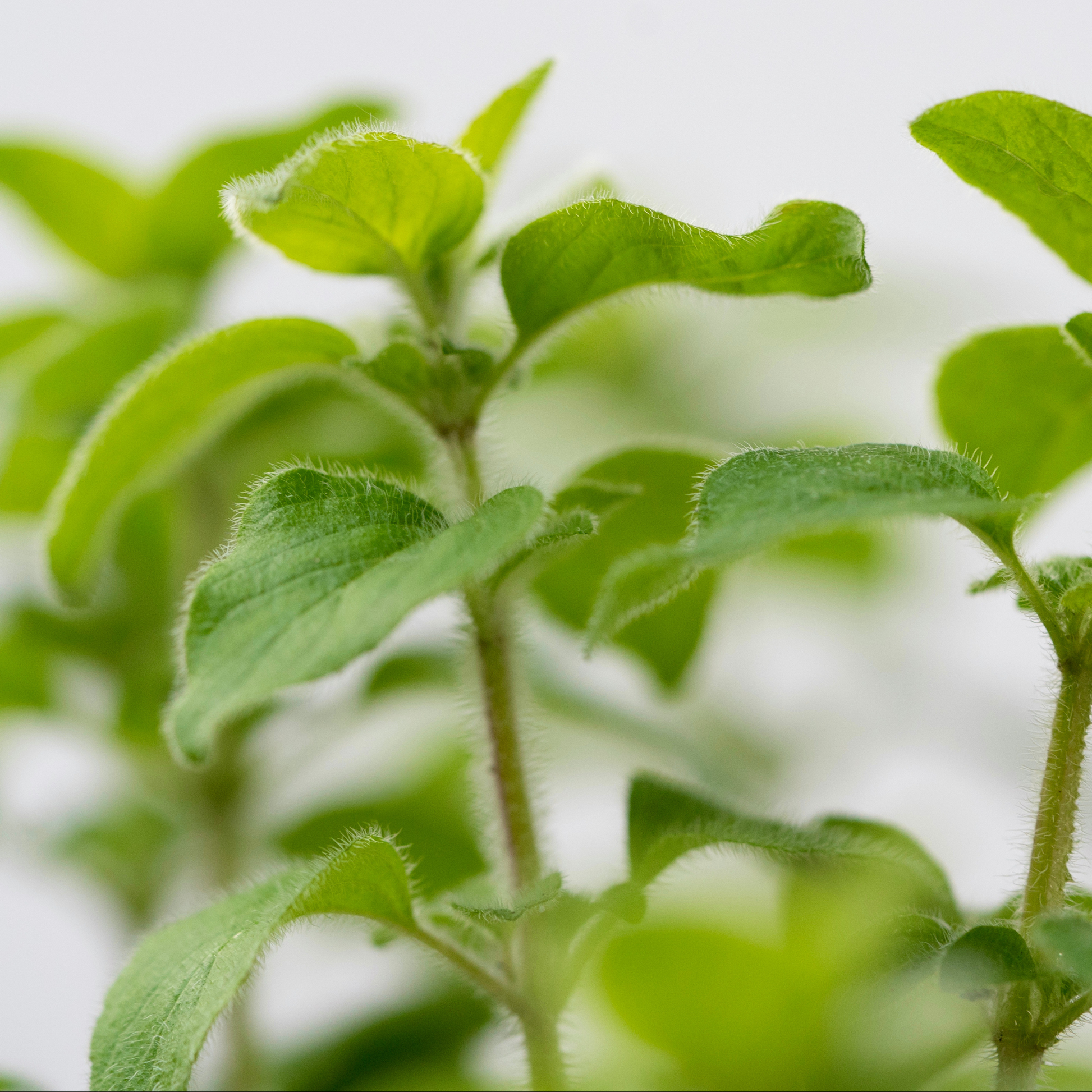 a close up of bright green Italian oregano growing