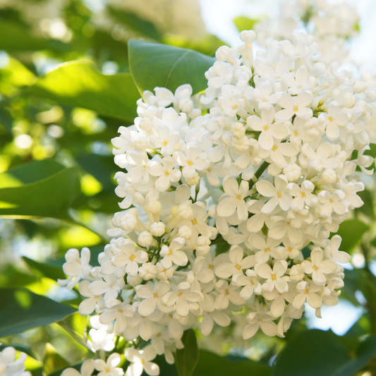 a close up of a large bundle of white ivory silk Japanese lilac flowers with yellow centres surrounded by bright green leaves in an outdoor setting