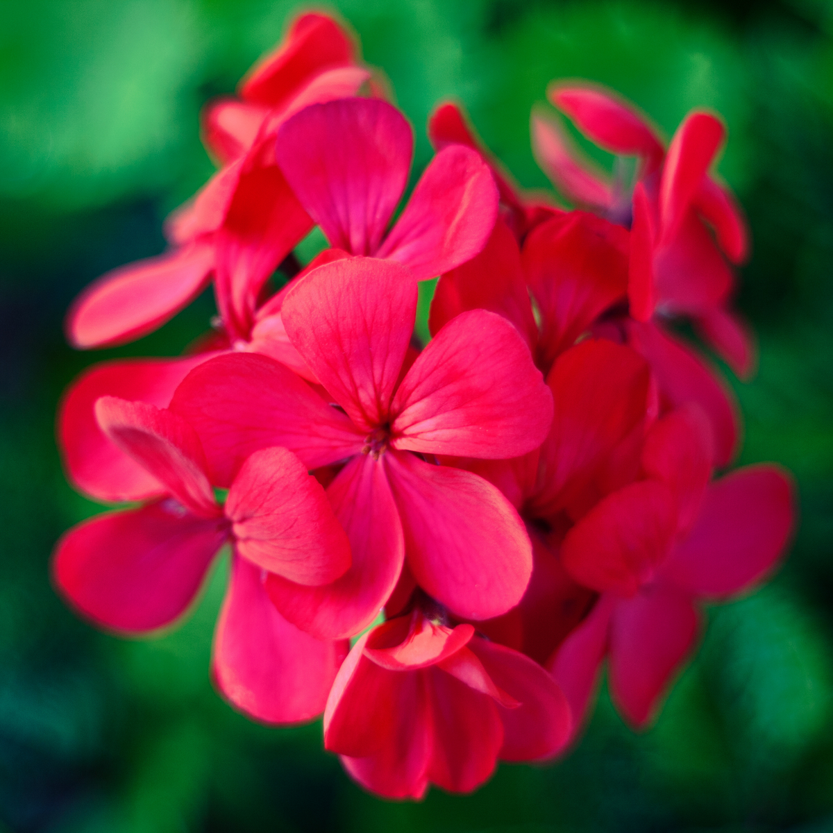 a close up of many bright hot pink ivy geranium focus burgundy flowers with a soft blurred green background