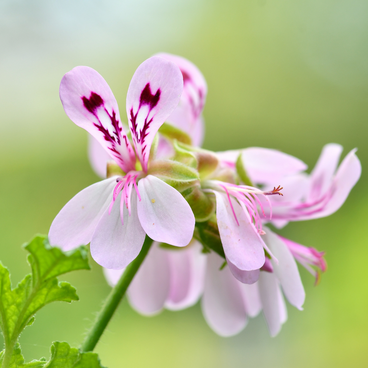 a close up of many white ivy geranium focus white flowers with dark pink details against a soft green blurred background