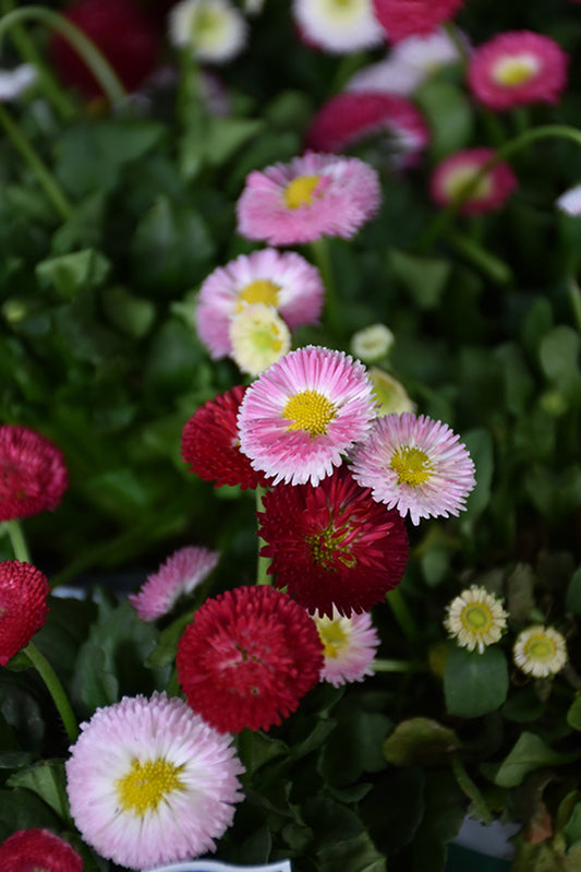 Bellissima™ Mix Marguerite anglaise