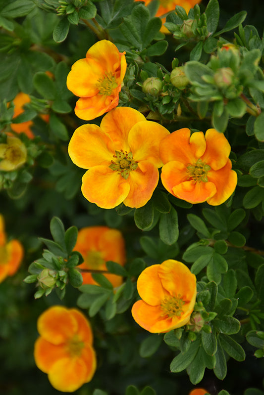 Potentille Mandarin Tango™ (FE)
