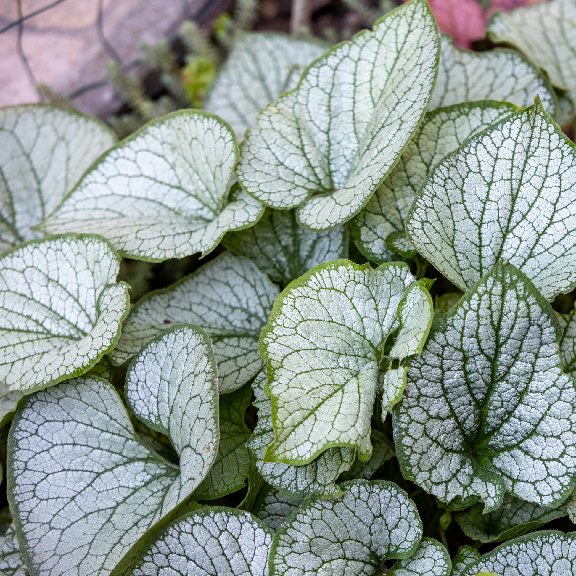 a close up of the silver like leaves with green borders of a Jack Frost brunnera plant