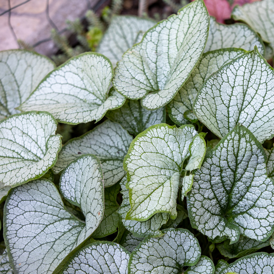 a close up of the silver like leaves with green borders of a Jack Frost brunnera plant