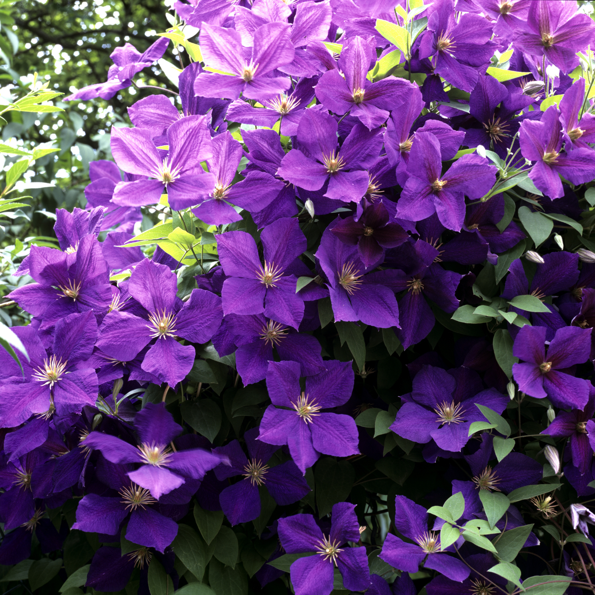 a close up of bright purple jackmanii clematis flowers with bright white centres in an outdoor garden setting
